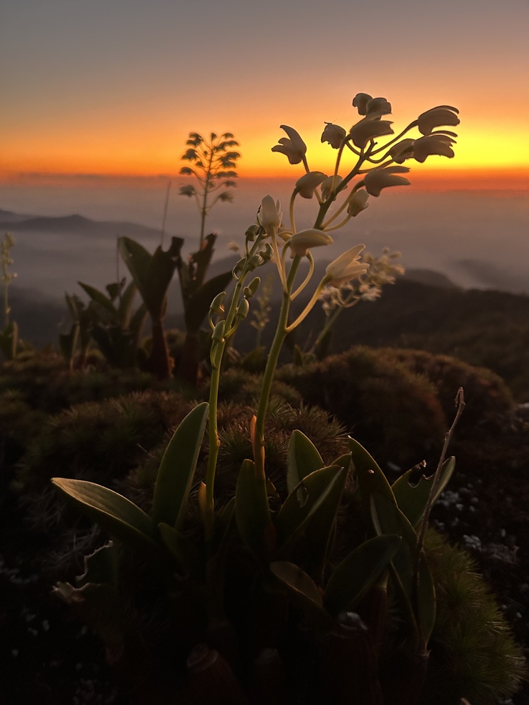 Dendrobium speciosum Sm. 3