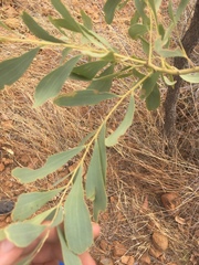 Acacia hemignosta