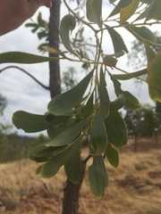 Acacia hemignosta