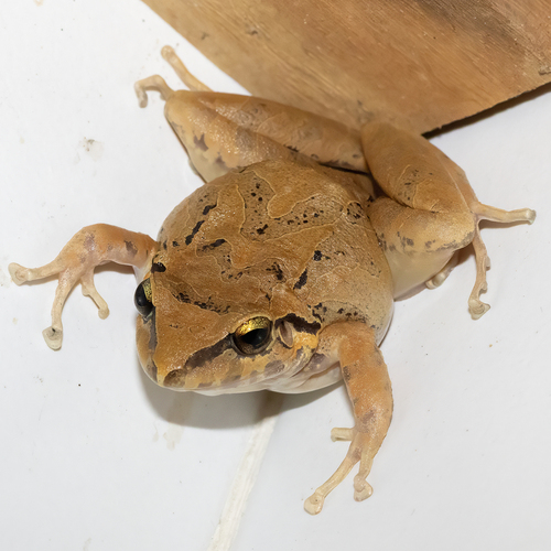 Lyman's Rainfrog, Pristimantis lymani