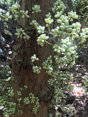 Syzygium branderhorstii