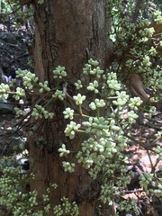 Syzygium branderhorstii