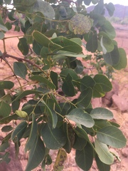 Erythrophleum chlorostachys
