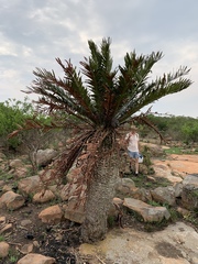 Encephalartos lebomboensis
