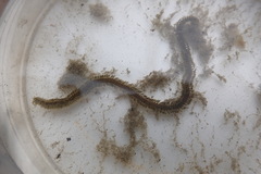 Phyllodocidae