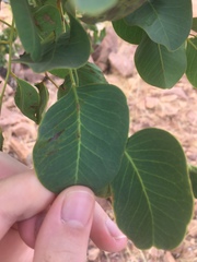 Erythrophleum chlorostachys