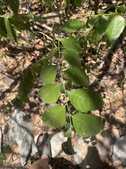 Ganophyllum falcatum