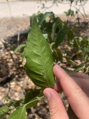 Ganophyllum falcatum
