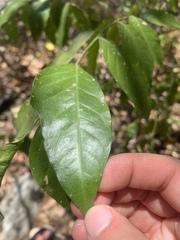 Ganophyllum falcatum