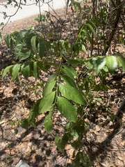 Ganophyllum falcatum