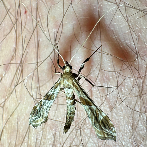 Interrupted Lineodes Moth photo 6