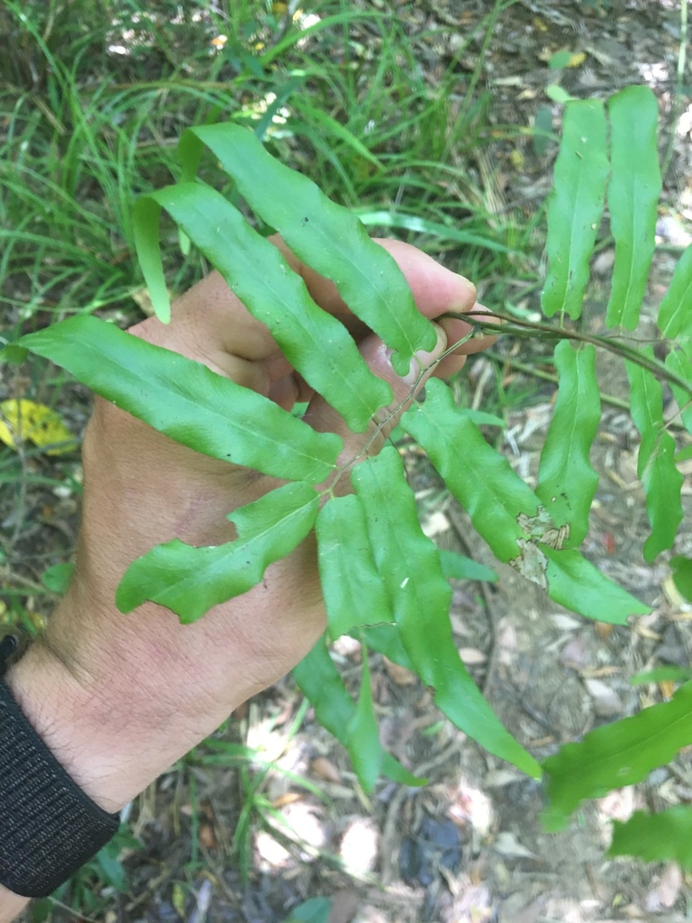 Lygodium reticulatum
