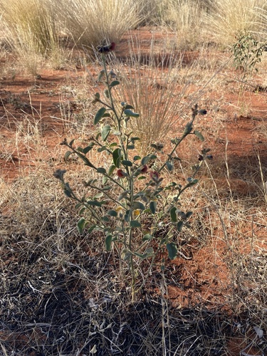 Isotropis atropurpurea, 2025-08-19