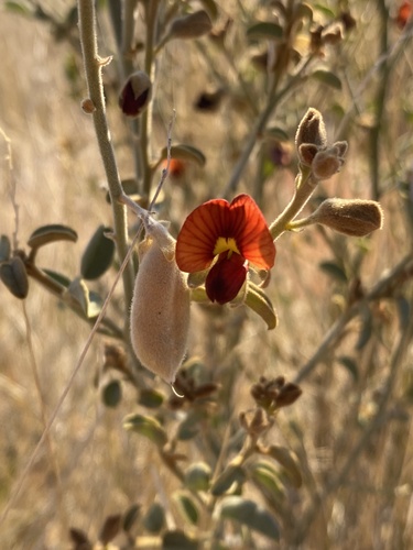 Isotropis atropurpurea, 2025-08-19