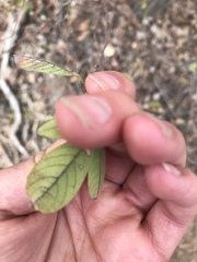 Dendrolobium arbuscula