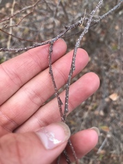 Dendrolobium arbuscula