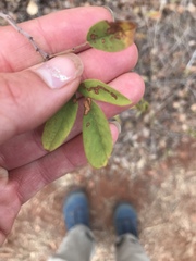 Dendrolobium arbuscula
