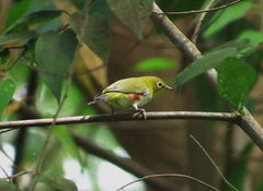 Zosterops erythropleurus