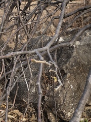 Brachychiton chillagoensis