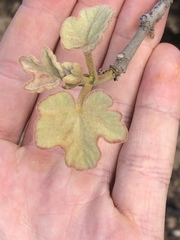 Brachychiton chillagoensis