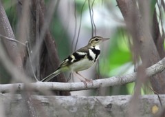 Dendronanthus indicus