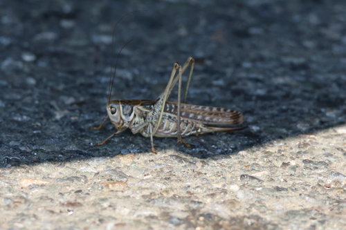 White-faced Bush-cricket