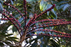 Xanthotis macleayanus