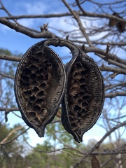 Brachychiton chillagoensis