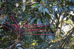 Xanthotis macleayanus