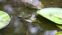 Pelophylax fukienensis