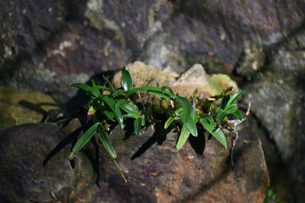 Dendrobium huoshanense Z.Z.Tang & S.J.Cheng