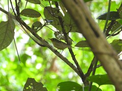 Phylloscopus soror