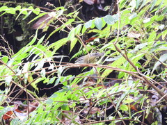 Phylloscopus maculipennis