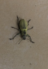 Naupactus femoratus