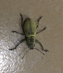 Naupactus femoratus
