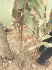 Corymbia erythrophloia