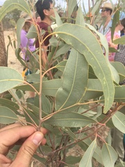 Corymbia erythrophloia