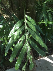 Dendroconche ampla