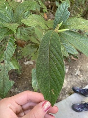 Atractocarpus hirtus