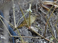 Phylloscopus schwarzi