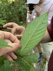 Atractocarpus hirtus