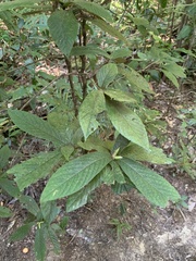 Atractocarpus hirtus