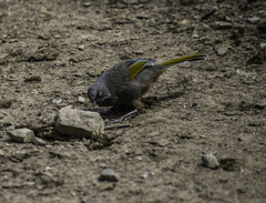 Trochalopteron elliotii