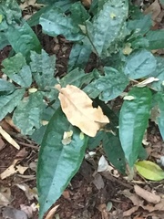 Polyalthia xanthocarpa