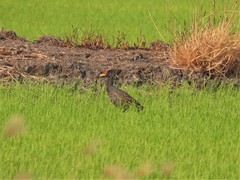 Gallicrex cinerea