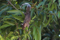Sciurus variegatoides