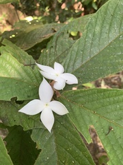 Atractocarpus hirtus