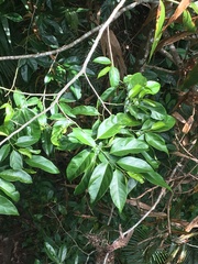 Gomphandra australiana