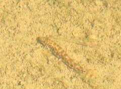 Liniparhomaloptera disparis