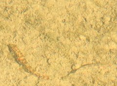 Liniparhomaloptera disparis